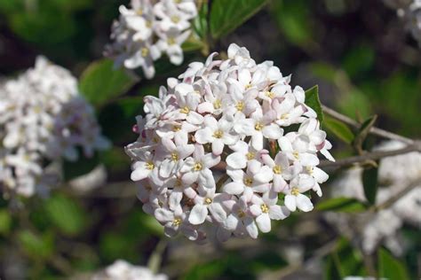 How to Grow and Care for Korean Spice Viburnum: