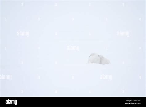 Polar bear mother and cub cuddle up on the snow Stock Photo - Alamy