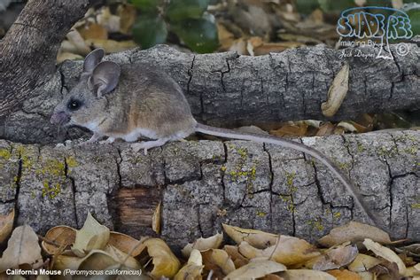 California Mouse | shadeTreeImaging