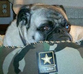 Army pug | Pugs, Animals, Dogs