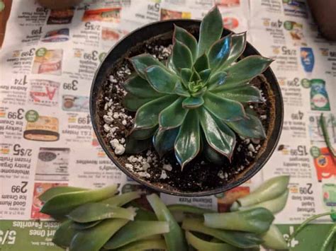 Succulent Propagation: The Ultimate Guide - Sublime Succulents