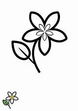 Free Jasmine Flower Coloring Page Template To Edit Online sketch template