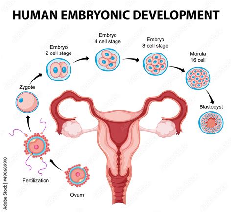 Human embryonic development in human infographic Stock Vector | Adobe Stock