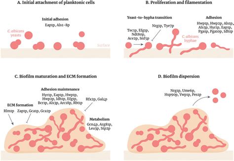 Candida Albicans Biofilm