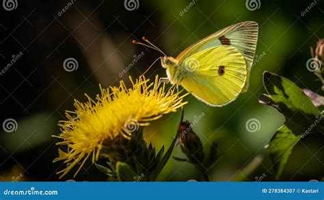 Southern Dogface Butterfly Royalty-Free Stock Photo | CartoonDealer.com ...