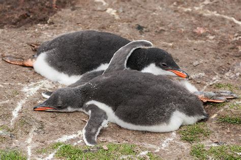 Resting Gentoo Penguin Chicks Photograph by Tui De Roy - Fine Art America