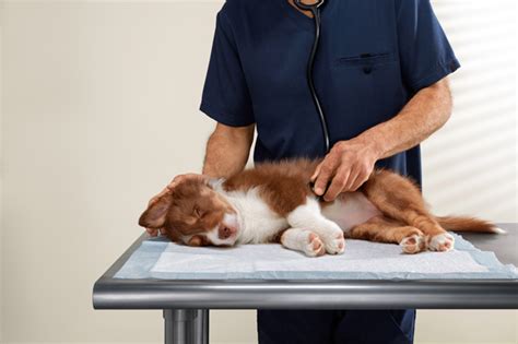 Canine parvovirus treatment receives conditional approval | American Veterinary Medical Association