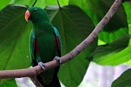 6 Most Intelligent Parrot Species (Revealed)