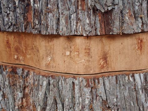 Girdle Trunk Damage: Information And Treatment For A Girdled Tree ...