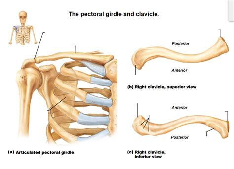 Pectoral girdle and clavicle Diagram | Quizlet