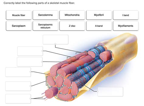 Solved Correctly label the following parts of a skeletal | Chegg.com