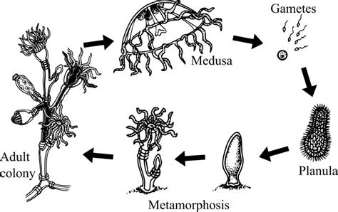 Hydroids - zooplankton.nl