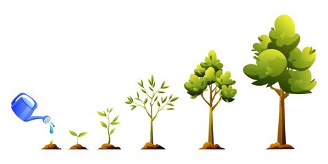 Tree growth and development stages cartoon illustration. Life cycle of ...