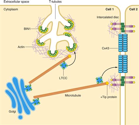 Cardiac T-Tubule Microanatomy and Function | Physiological Reviews