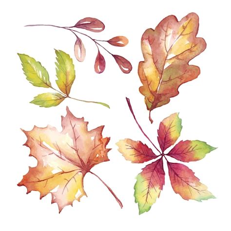 Premium Vector | Fall leaves watercolor clipart