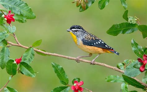 Meet the burrowing spotted pardalote - Australian Geographic