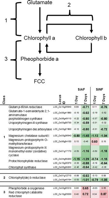 Chlorophyll synthesis and degradation pathway. 1: chlorophyll a... | Download Scientific Diagram