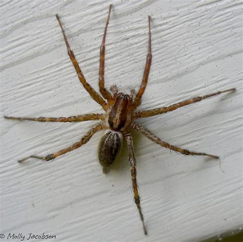 very large grass spider? - Agelenopsis - BugGuide.Net