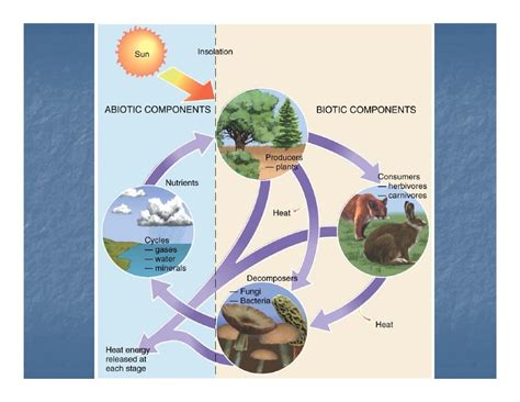 Biogeography