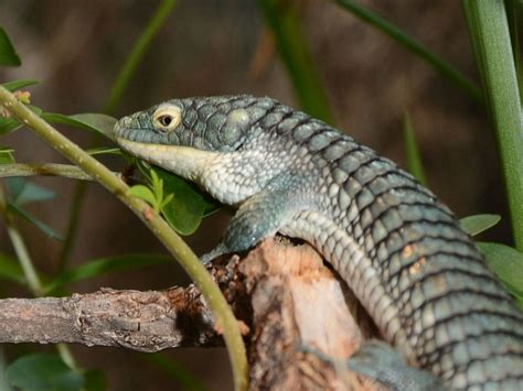 The Online Zoo - Mexican Alligator Lizard