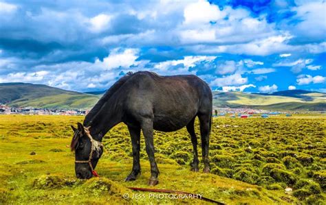 Pin by Jess on tibet | Horses, Animals, Tibet