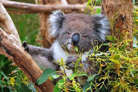 What Do Koalas Eat? | What Eats Koalas? | Biology Explorer