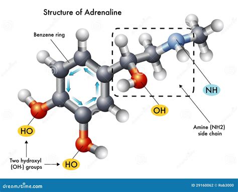 Structure of adrenaline stock vector. Illustration of heart - 29160062