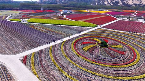 Breathtaking aerial views of China's tulip fields | Aerial view, Chinese landscape, Tulip fields