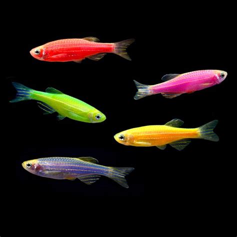 GloFish Pack - 30 gallon | ThatPetPlace.com