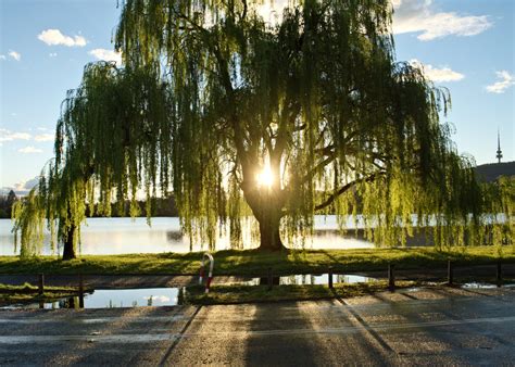 Willow Trees: A Long History with Healing — The Living Urn