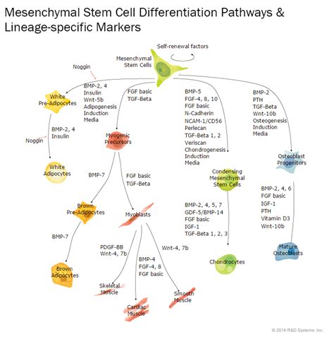 Mesenchymal Stem Cells