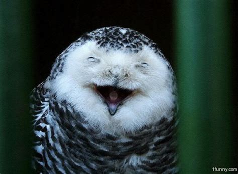 Laughing Owl – 1Funny.com