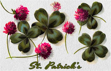 St. Patrick's Day Clover Postcard Free Stock Photo - Public Domain Pictures