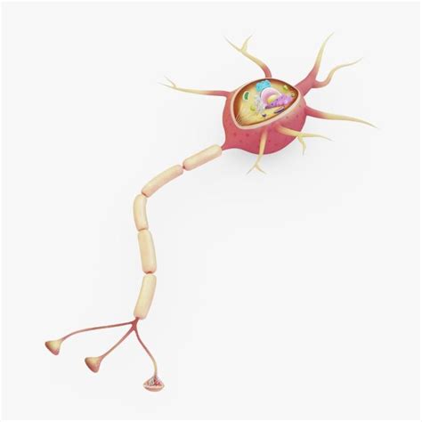 neuron cell 3D model | 3d model, Neurons, Model