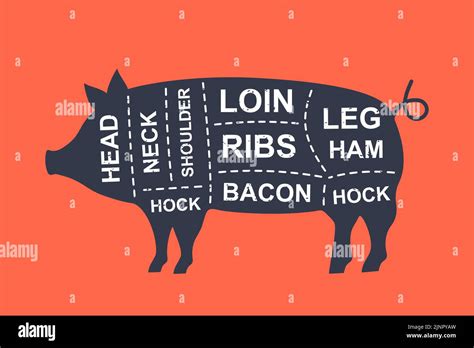 Pig diagram cuts. Butcher scheme poster. Cuts of pork meat. Meat diagram scheme illustration ...
