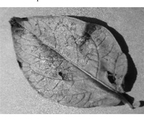 Figure 2 from Identification of Various Diseases in Plant Leaves Using ...