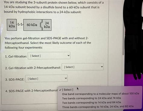 Solved You are studying the 3-subunit protein shown below, | Chegg.com