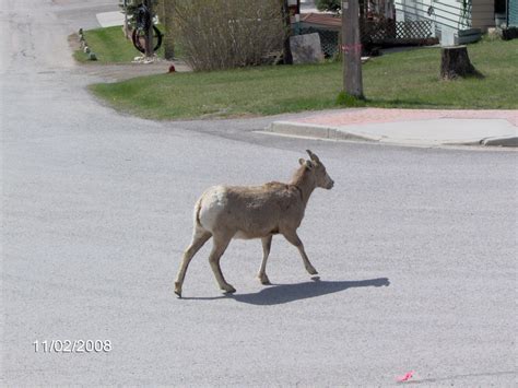 Animals all over the place - Canadian Rockies Canadian Rockies, Rocky, Kangaroo, Goats, Favorite ...