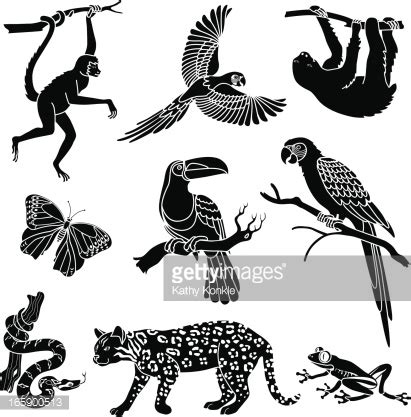 Rainforest Animals Stock Vector | Royalty-Free | FreeImages