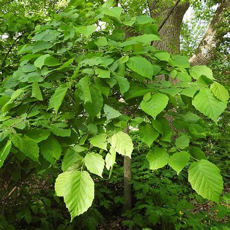 Corylus americana - American Hazelnut - Sugar Creek Gardens