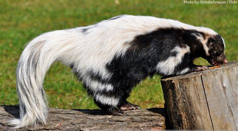 Best Skunk Diet - ducknews