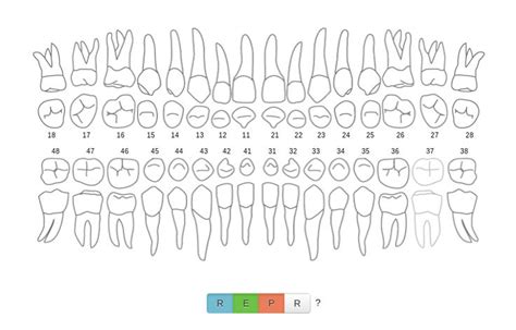 ¿Dónde está el odontograma? | Gentle dental, Dentistry, Dental