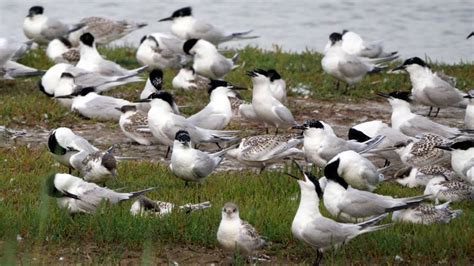 Sandwich Tern Breeding Colony - YouTube