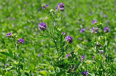 Organic Alfalfa Cover Crop Seeds Non-GMO | Etsy