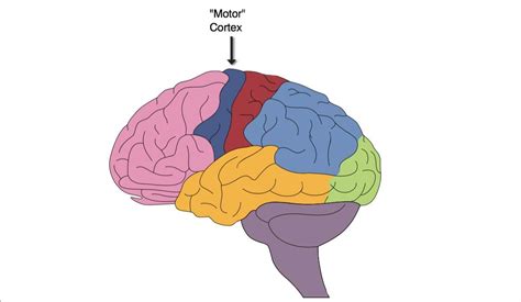 Motor Cortex: Function and Location