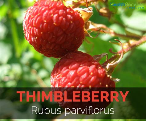 Thimbleberry Facts and Health Benefits