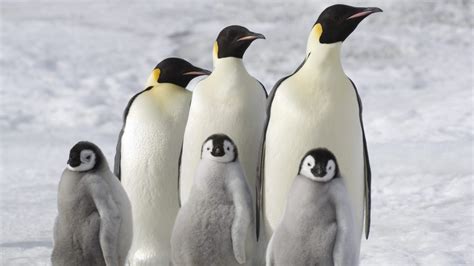 'March of the Penguins 2: The Next Step' Review: A Charming Doc Sequel