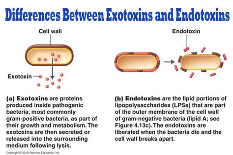 Differences Between Exotoxins and Endotoxins