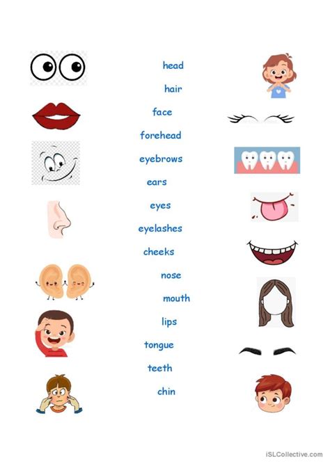 Face Parts Worksheet: English ESL worksheets pdf & doc