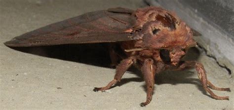 Pine Devil Moth, Front View | Pine Devil Moth, Citheronia se… | Flickr